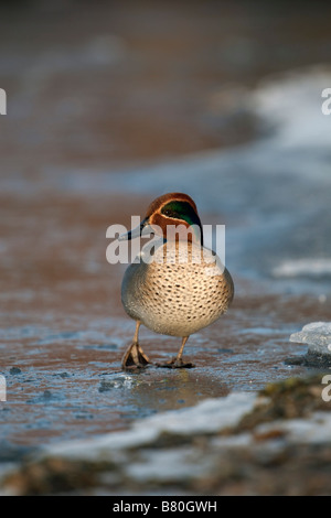 Alzavola Anas crecca maschio su ghiaccio Foto Stock