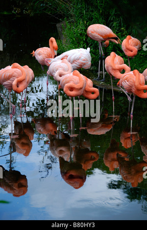 Un gruppo di fenicotteri rosa a riposo Foto Stock