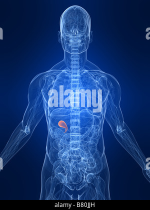 Colecisti evidenziata Foto Stock