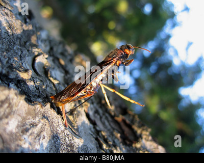 Un tremex columbia (pigeon horntail) insetto depositando le uova nella corteccia di pino bianco tree Foto Stock