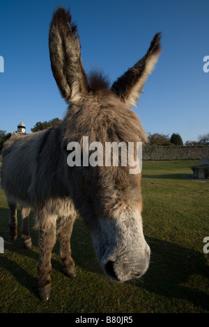 Asino in mattina presto nella nuova foresta Foto Stock