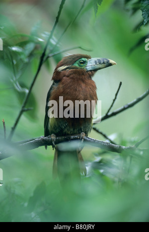 Toucanet Spot-Billed (Selenidera maculirostris) femmina, Itatiaia National Park, Foresta Atlantica, Brasile Foto Stock
