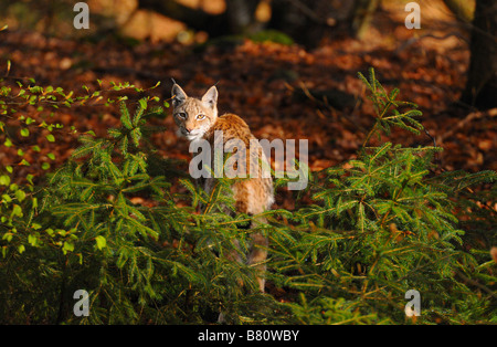 Lince Foto Stock