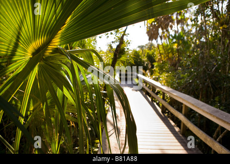 EVERGLADES FLORIDA USA Boardwalk sull amaca in mogano Sentiero nel Parco nazionale delle Everglades Foto Stock