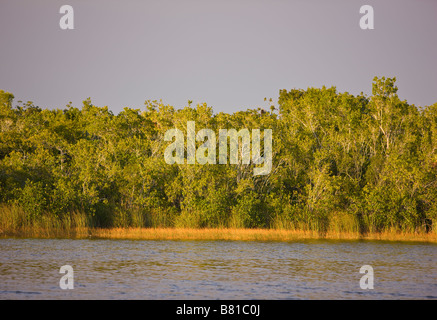 EVERGLADES DELLA FLORIDA - USA nove miglia di stagno in Everglades National Park Foto Stock