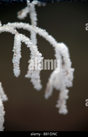 I cristalli di brina su un impianto cotswolds Foto Stock