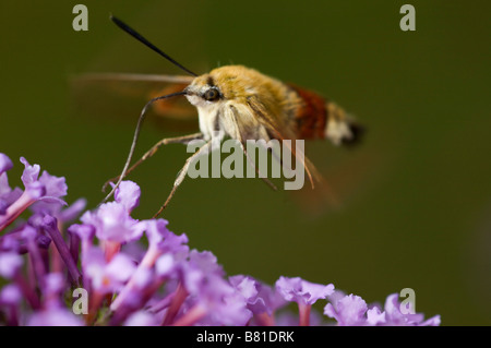 Ampia delimitata bee hawk moth Hemaris fuciformis Francia Foto Stock