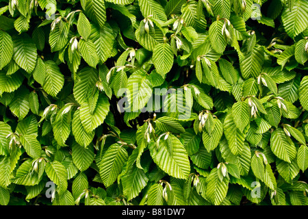 Comune di nocciolo (Corylus avellana) Foto Stock