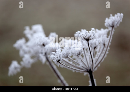 I cristalli di brina sul hogweed inverno cotswolds Foto Stock