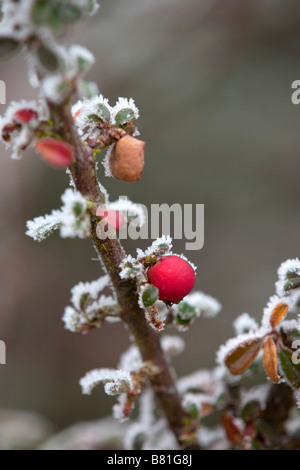 Cotoneaster nel gelo inverno Foto Stock