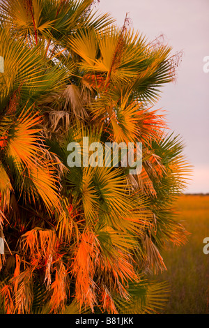 EVERGLADES FLORIDA USA - Palm fogliame in Everglades National Park Foto Stock