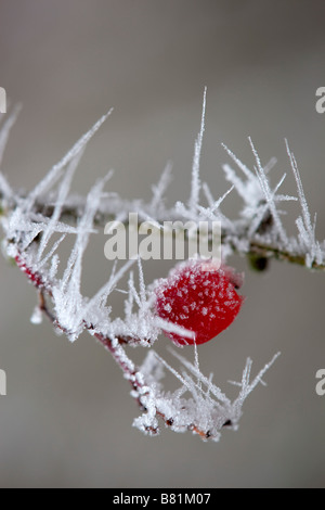 I cristalli di brina su berry inverno cotswolds Foto Stock