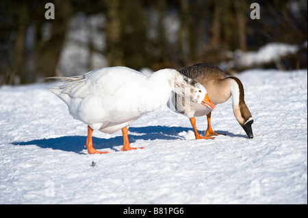 Swan goose (Anser cygnoides) adulto abbinato con oca domestica (Anser anser domesticus) Golden Acre Park Leeds West Yorkshire Regno Unito Foto Stock