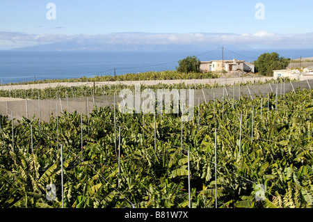 Piantagione di banane in parte sotto i coperchi di compensazione sulla costa meridionale di Tenerife Isole Canarie Foto Stock