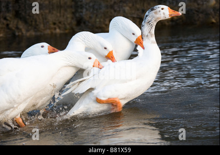 Oche domestiche (Anser anser domesticus) adulti battaglia in un flusso Golden Acre Park Leeds West Yorkshire Regno Unito Europa Foto Stock