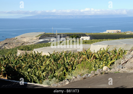 Piantagione di banane in parte sotto i coperchi di compensazione sulla costa meridionale di Tenerife Isole Canarie Foto Stock