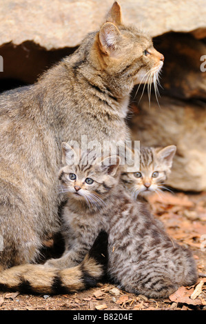 gatto selvatico Foto Stock