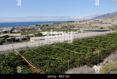 Piantagione di banane in parte sotto i coperchi di compensazione sulla costa meridionale di Tenerife Isole Canarie Foto Stock