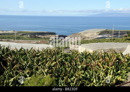 Piantagione di banane in parte sotto i coperchi di compensazione sulla costa meridionale di Tenerife Isole Canarie Foto Stock