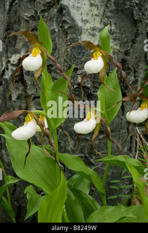 Mountain Ladyslipper Orchidea (Cypripedium montanum) Selvatica, Est Le Cascade Mountains, Washington, giugno Foto Stock