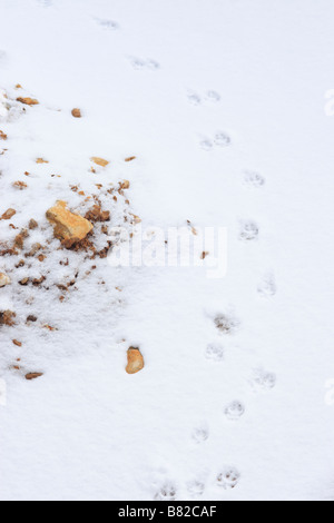 Volpe (Vulpes vulpes) tracce nella neve fresca Foto Stock