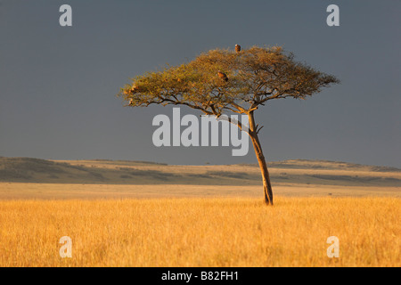 Acacia sorge lungo il golden erbe del Serengeti nel Masai Mara riserva nazionale del Kenya. Foto Stock