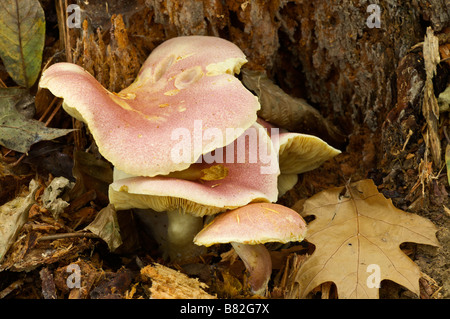 Rosy Russula Russula aurora o rosea Pays Basque Francia Foto Stock