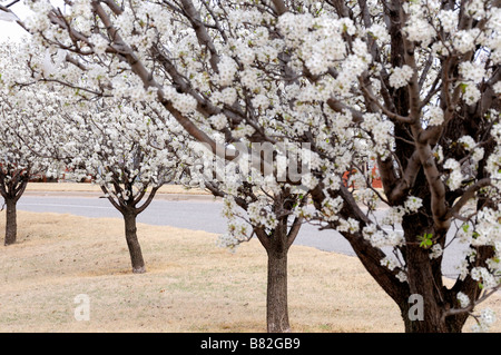 Bradford Pear Tree, Pyrus calleryana, in primavera fioriscono. Oklahoma City, Oklahoma, Stati Uniti d'America. Foto Stock