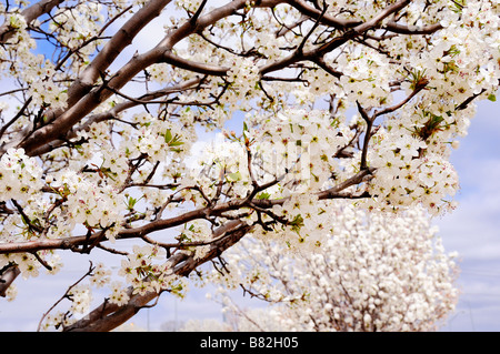 Bradford Pear Tree, o Callery Pear, Pyrus calleryana, in primavera fioritura. Oklahoma City, Oklahoma, Stati Uniti. Foto Stock