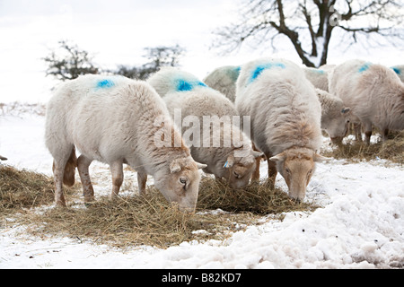 Pecora mangia fieno alimentato da un agricoltore in inverno la neve Wales UK Foto Stock