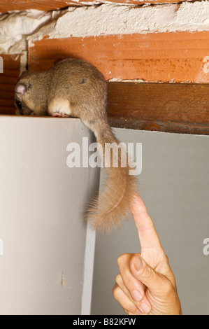 Commestibili o Fat ghiro Myoxus glis in una casa Brive la Guaillarde Francia Foto Stock