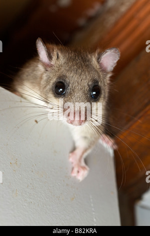 Commestibili o Fat ghiro Myoxus glis in una casa Brive la Guaillarde Francia Foto Stock