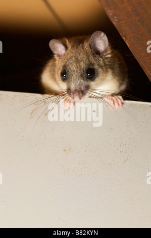 Commestibili o Fat ghiro Myoxus glis in una casa Brive la Guaillarde Francia Foto Stock