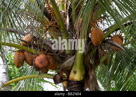 La palma da cocco (Cocos nucifera) su Mission Beach, il Queensland del Nord Foto Stock