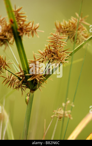 Tiny rane verdi in appoggio sulle lamelle di acqua nel nsw australia Foto Stock