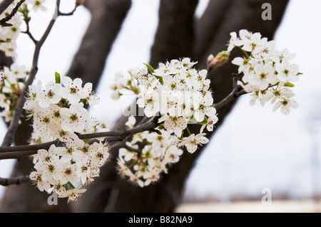 Bradford Pear Tree, Pyrus calleryana, in primavera fioriscono. Oklahoma City, Oklahoma, Stati Uniti d'America. Foto Stock