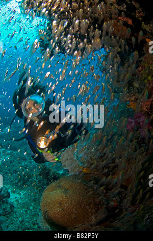 Subacqueo e pesce di vetro, Indonesia, femmina sub, maschera ovale, pesce, acqua azzurra, acqua chiara, Coral reef, reef tropicali, oceano mare, Foto Stock