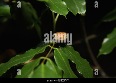 Australian Brown Tree Snake (Boiga irregularis) Foto Stock