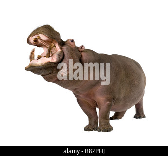 Ippopotamo Hippopotamus amphibius 30 anni davanti a uno sfondo bianco Foto Stock