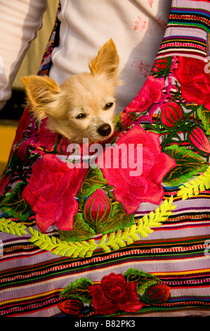 Messico SINOLA MEMBRO MAZATLAN carino piccolo Chihuahua dog sitter nel cane i proprietari di custodia. Plaza Machado. Old Mazatlan. Foto Stock