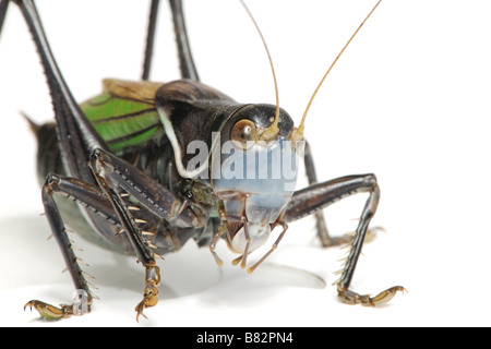 Gampsocleis gratiosa nome locale in Cina guoguo davanti a uno sfondo bianco Gampsocleis gratiosa è un grasshopper dalla Cina Foto Stock