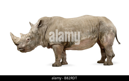 Rinoceronte bianco o a labbro quadrato rinoceronti Ceratotherium simum dieci anni davanti a uno sfondo bianco Foto Stock