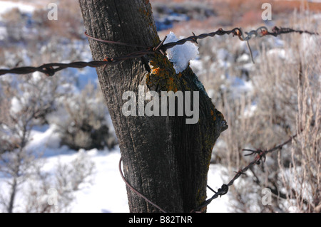 Rusty filo spinato d'inverno. Foto Stock