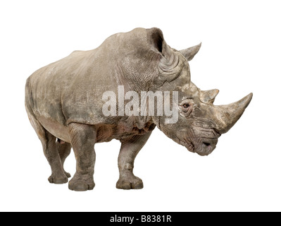 Rinoceronte bianco o a labbro quadrato rinoceronti Ceratotherium simum dieci anni davanti a uno sfondo bianco Foto Stock