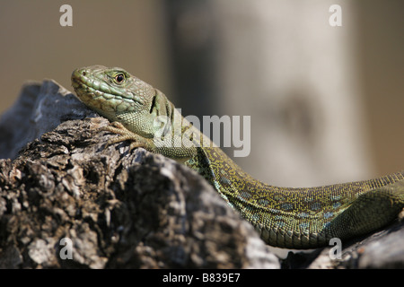 Lizard, Ocellated Lizard, Timon lepidus, Lacerta lepida, Lacertidae, Sauria, Reptilia, Bush, Rocky, sabbia Foto Stock