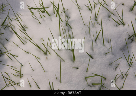 Fili di erba inserimenti attraverso la neve. Foto Stock