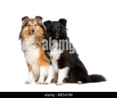 Paio di shelties davanti a uno sfondo bianco Foto Stock