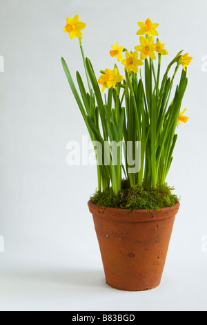 Un gruppo di narcisi fioritura in una pentola di terracotta Foto Stock