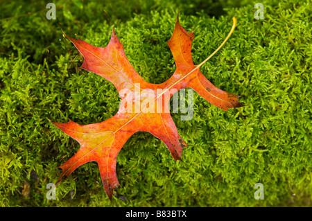 Scarlet Pin foglia di quercia Quercus palustris su moss Pays Basque Francia Foto Stock