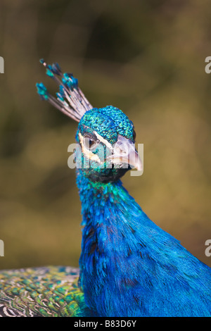 Capo di un pavone, in cattività Foto Stock